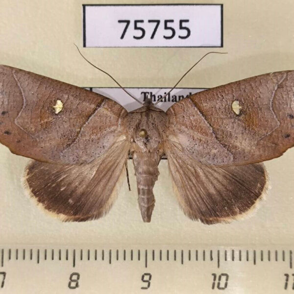 Noctuidae Pterogonia aurigutta f Thailand