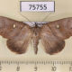 75755p Noctuidae Pterogonia aurigutta f Thailand $12