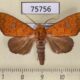 75756p Noctuidae Rusicada combinans Thailand $10
