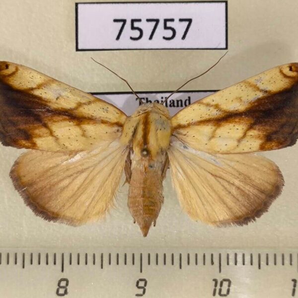 Noctuidae Xanthodes transversa f Thailand
