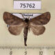 75762p Notodontiidae Clostera restitura Thailand $9