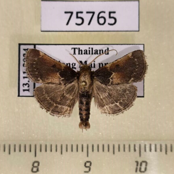 Pyralidae Hypanchyla fuscibasalis Thailand