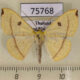 75768p Geometridae Eilicrinia flava Thailand $7