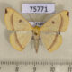 75771p Geometridae Eilicrinia flava Thailand $6