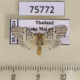 75772p Arctiidae Ammatho maculifasciata Thailand $5