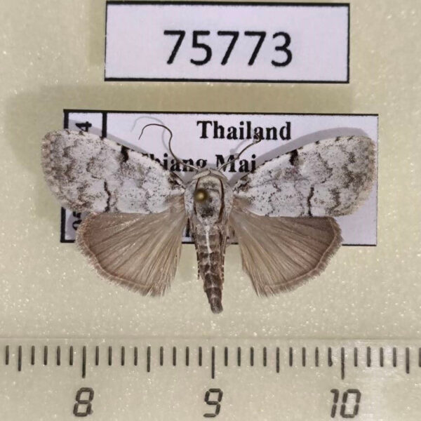 Noctuidae Barasa lunisigna Thailand