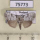 75773p Noctuidae Barasa lunisigna Thailand $9