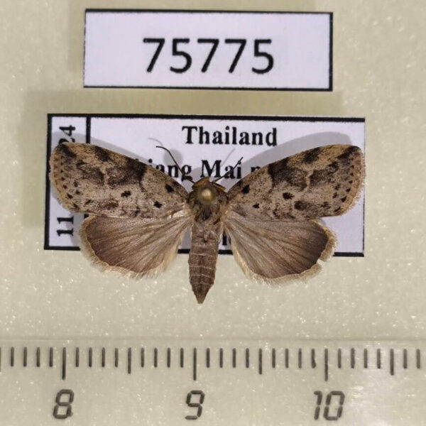 Noctuidae Giaura multipunctata f Thailand