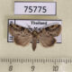 75775p Noctuidae Giaura multipunctata f Thailand $8