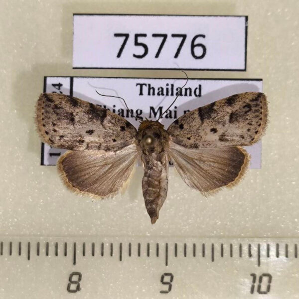 Noctuidae Giaura multipunctata f Thailand