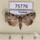 75776p Noctuidae Giaura multipunctata f Thailand $9