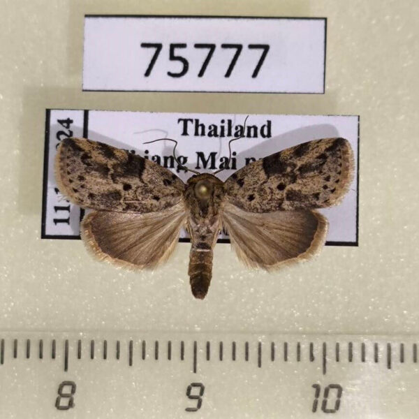 Noctuidae Giaura multipunctata Thailand