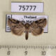 75777p Noctuidae Giaura multipunctata Thailand $9