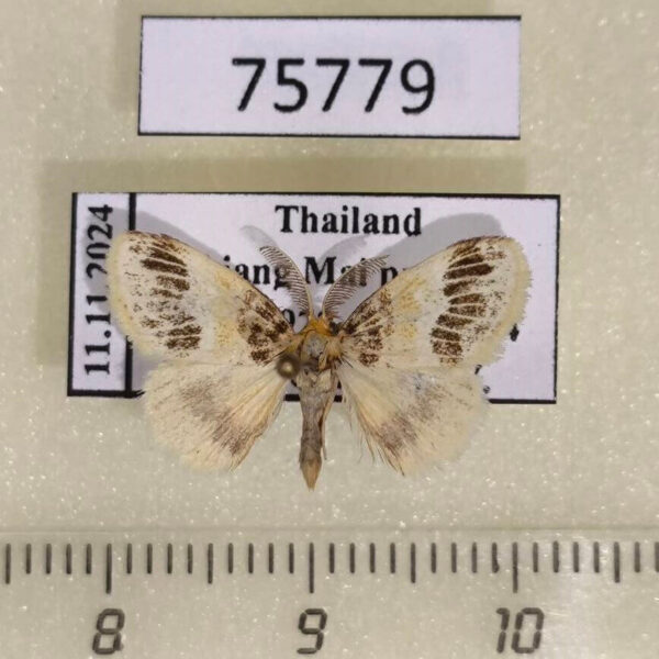 Lymantridae Rhypotoses sp. Thailand