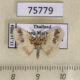 75779p Lymantridae Rhypotoses sp. Thailand $9