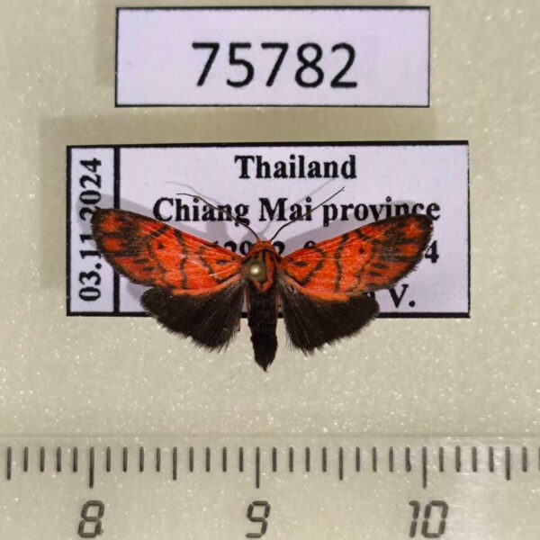 Arctiidae Fossia melanandra Thailand