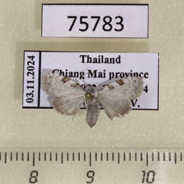 Noctuidae Nola analis f Thailand
