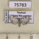 75783p Noctuidae Nola analis f Thailand $9