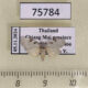 75784p Noctuidae Nola quadrimaculata Thailand $5