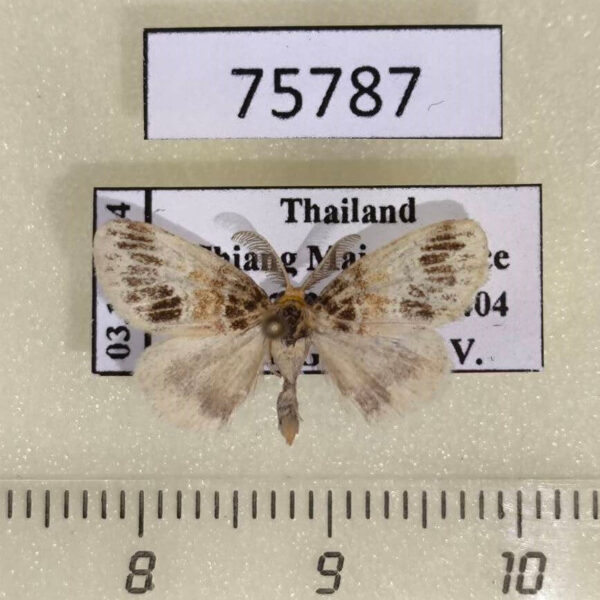 Lymantridae Rhypotoses sp. Thailand