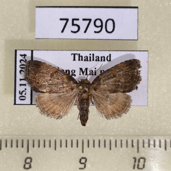 Noctuidae Eustrotiinae sp. Thailand