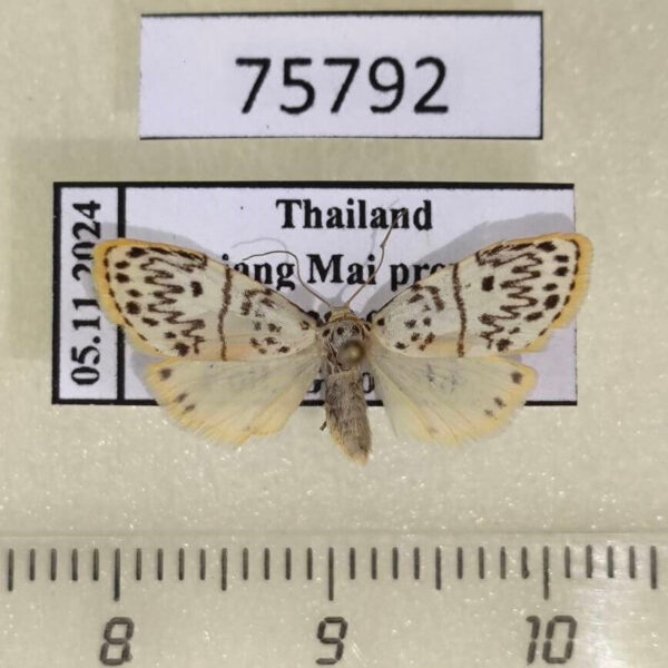 Arctiidae Miltochrista undulosa Thailand