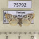 75792p Arctiidae Miltochrista undulosa Thailand $8