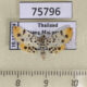 75796p Crambidae Suhela alboflavalis Thailand $6