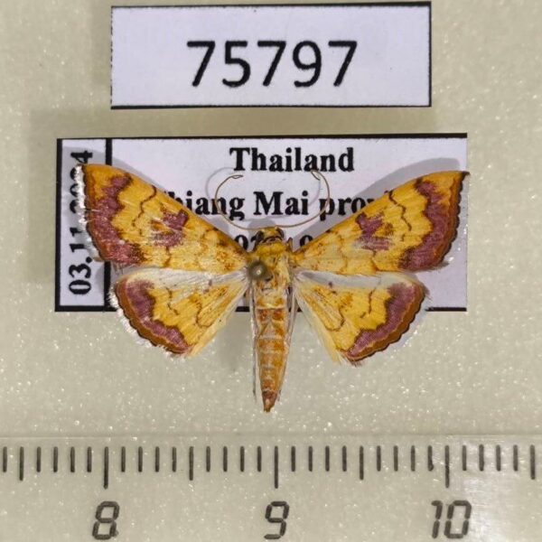 Crambidae Isocentris filalis Thailand