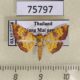 75797p Crambidae Isocentris filalis Thailand $6