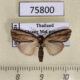 75800p Noctuidae Sarbena hollowayi Thailand $12
