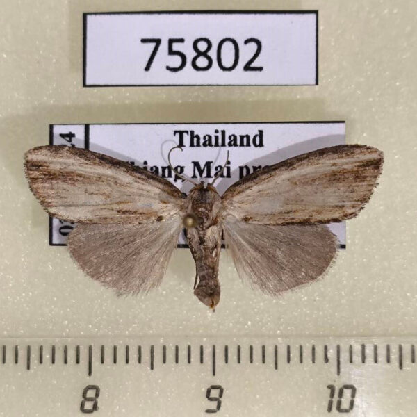Noctuidae Sarbena hollowayi f Thailand
