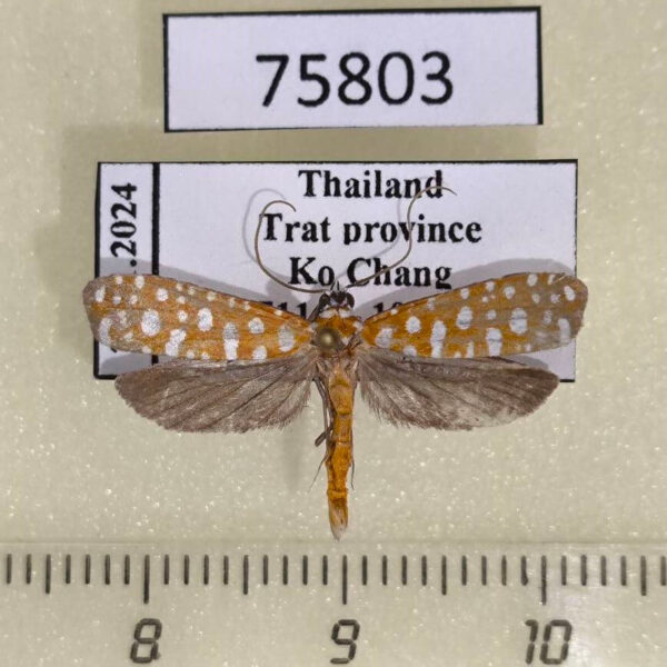 Attevidae Atteva sp. Thailand