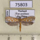 75803p Attevidae Atteva sp. Thailand $12