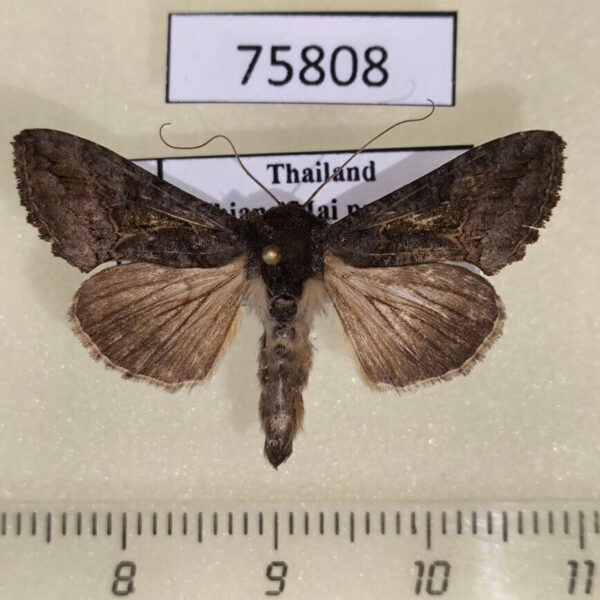 Noctuidae Ctenoplusia albostriata Thailand