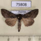 75808p Noctuidae Ctenoplusia albostriata Thailand $6