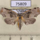 75809p Geometridae Achrosis pyrrhularia Thailand $9