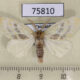75810p Lymantridae Euproctis venosa Thailand $8