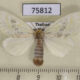 75812p Lymantridae Euproctis venosa f Thailand $12