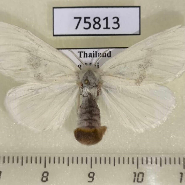 Lymantridae Euproctis venosa f Thailand