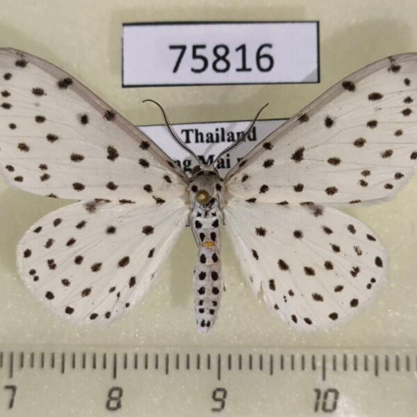 Geometridae Antipercnia belluaria Thailand