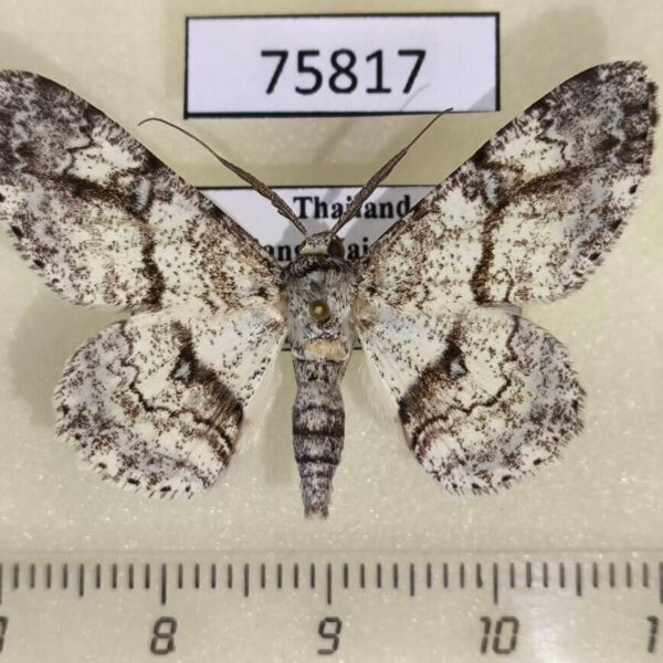 Geometridae Cleora sp. injectaria Thailand