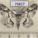 75817p Geometridae Cleora sp. injectaria Thailand $6