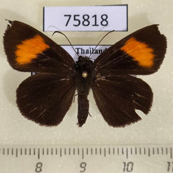 Hesperiidae Celaenorrhinus ladana Thailand