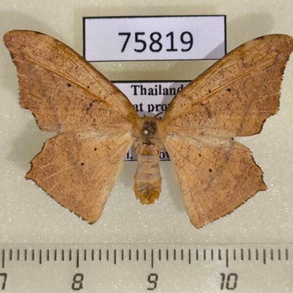 Drepanidae Strepsigonia robusta f Thailand