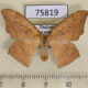 75819p Drepanidae Strepsigonia robusta f Thailand $6