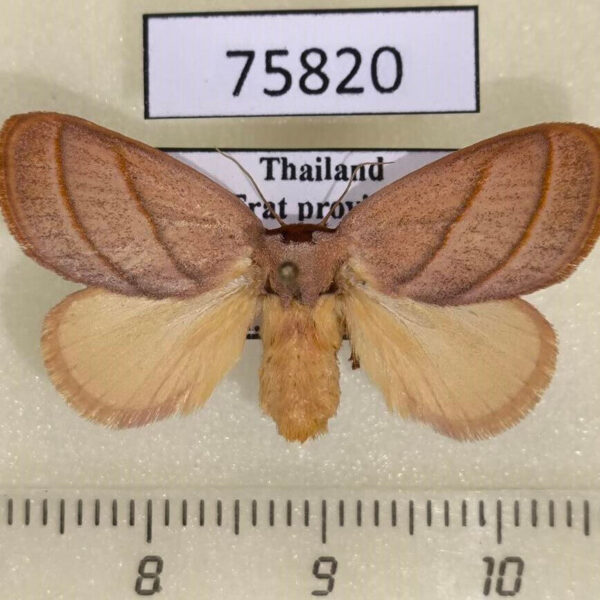 Limacodidae Cania bilinea f Thailand