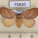 75820p Limacodidae Cania bilinea f Thailand $10