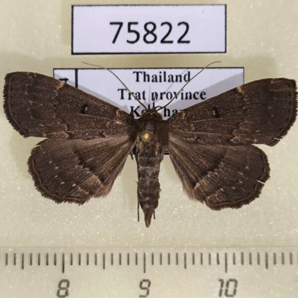 Noctuidae Bocana manifestalis f Thailand