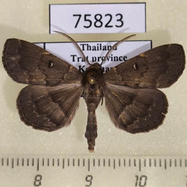Noctuidae Bocana manifestalis Thailand